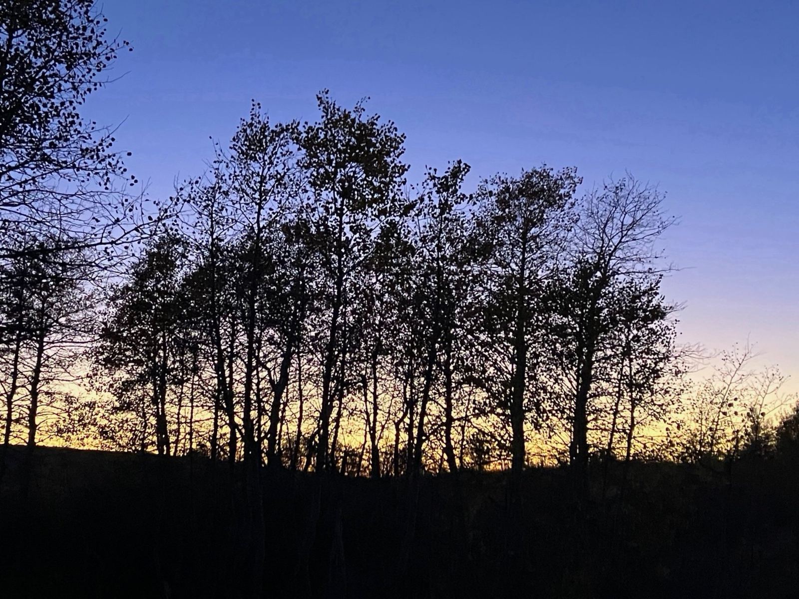 Tree silhouettes against a twilight sky