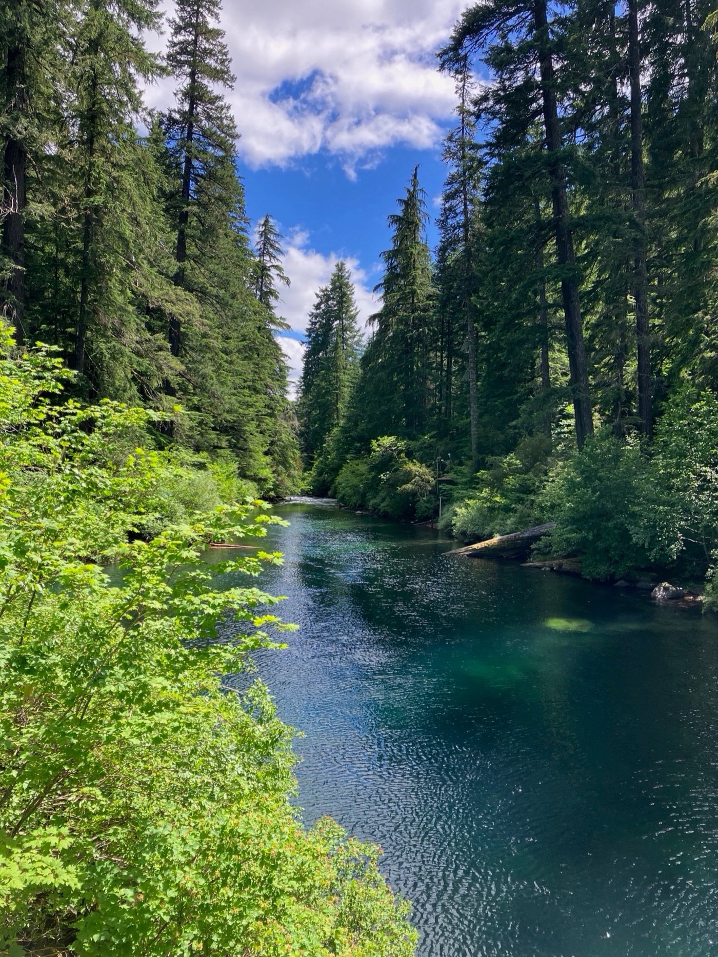 The teal McKenzie River flowing between evergreen banks